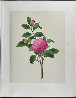 Camellia