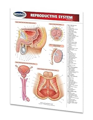 Seller image for Reproductive System Guide - Medical Quick Reference Guide by Permacharts for sale by Goodwill Industries of VSB