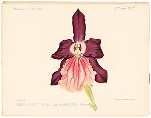 DICTIONNAIRE ICONOGRAPHIQUE DES ORCHIDÉES