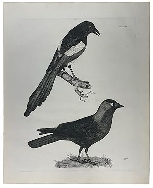 [Plate XXXI] Jack-daw / Magpie