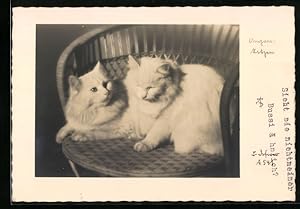 Ansichtskarte zwei Angorakatzen auf einem Stuhl, Katze