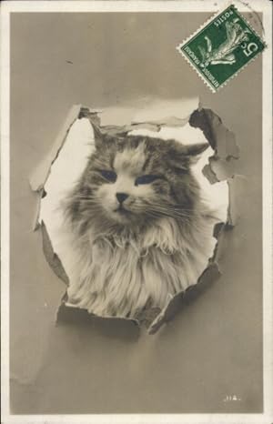 Passepartout Ansichtskarte / Postkarte Katze, Tierportrait