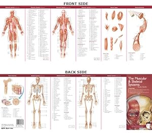 Imagen del vendedor de Muscular & Skeletal Systems a la venta por GreatBookPrices