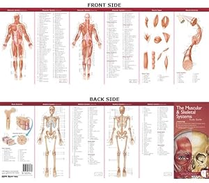 Seller image for Muscular & Skeletal Systems for sale by GreatBookPrices