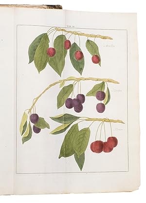 Immagine del venditore per Beschrijving en afbeelding van de beste soorten van appelen en peeren, .Amsterdam and Dordrecht, Allart, Holtrop, De Leeuw, and Krap, 1790. 3 works in 1 volume. Folio. With 39 folding engraved plates (12 of apples & 8 of pears in the first work, showing 90 sorts; 19 of fruit and nut trees in the second work, showing 24 sorts), 4 woodcut tailpieces (plus 1 repeat) and 4 decorated woodcut initials (from 2 series). All coloured by a contemporary hand. With:(2) KNOOP, Johann Hermann. Beschrijving van vruchtboomen en vruchten, .(3) KNOOP, Johann Hermann. Beschrijving van plantagie-gewassen, .Contemporary half calf, gold-tooled spine. venduto da Antiquariaat FORUM BV
