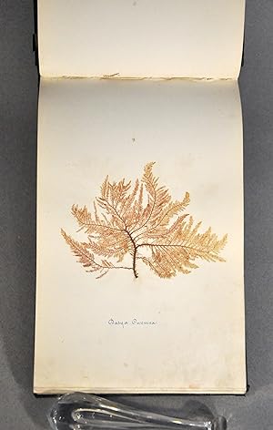 Rare herbier marin « Album de Plantes Marine »