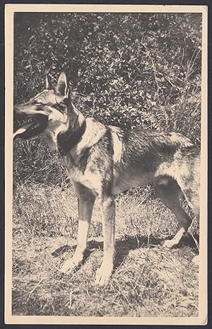 Dog, German Shepherd, 1950 Vintage photography