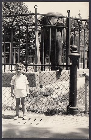 Elephant, Zoo, 1950 Vintage photography