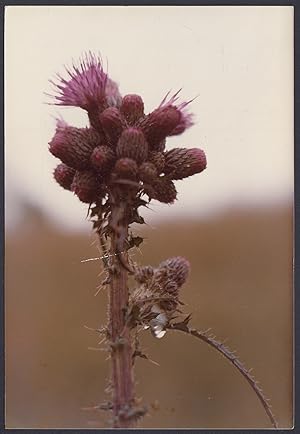 Purple succulent plant, Cactus, Botany, Poetry on the reverse, Vintage photo