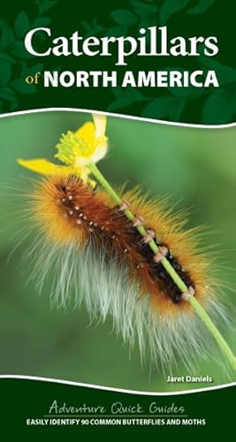 Seller image for Caterpillars of North America : Easily Identify 90 Common Butterflies and Moths for sale by GreatBookPrices