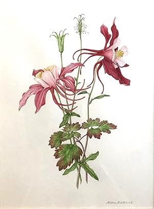 Alister Mathews - FINE ORIGINAL BOTANICAL WATERCOLOUR - AQUILEGIAS