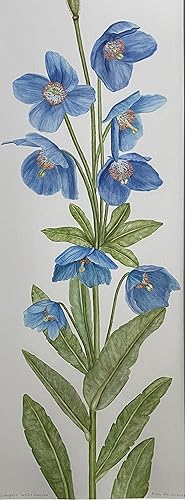 FINE ORIGINAL BOTANICAL WATERCOLOUR OF MECONOPSIS 'WILLIE DUNCAN'