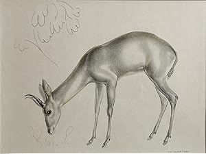 John Rattenbury Skeaping FINE OFFSET LITHOGRAPH - REED BUCK [Antelope]