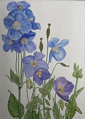 FINE ORIGINAL BOTANICAL WATERCOLOUR OF MECONOPSIS 'DOROTHY RENTON'