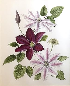 Rosemary Horne - FINE ORIGINAL BOTANICAL WATERCOLOUR - CLEMATIS