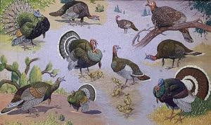 William Neave Parker - WATERCOLOUR MONTAGE - KING OF THE CHRISTMAS TABLE TURKEY - THE DOMESTIC TU...