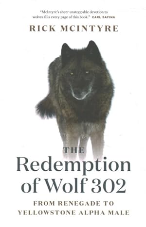 Seller image for Redemption of Wolf 302 : From Renegade to Yellowstone Alpha Male for sale by GreatBookPrices