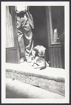 Animali 1960, Cane e gatto si coccolano, Fotografia vintage