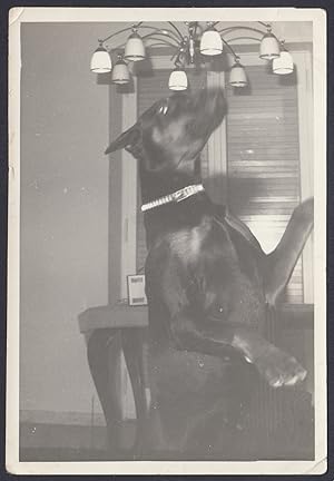Animali 1960, Cane annusa un lampadario, Fotografia vintage