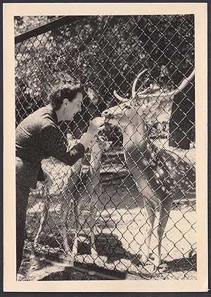 Animali 1958, Cervi, Zoo, Fotografia vintage
