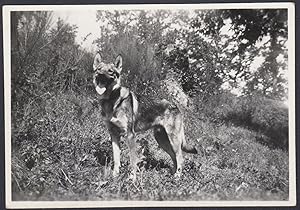 Animali 1950, Cane in posa nel bosco, Fotografia vintage