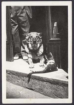 Animali 1960, Cane e gatto nell'uscio di casa, Fotografia vintage