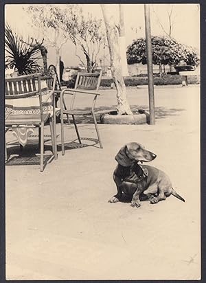 Animali 1960, Cane sdraiato in strada, Fotografia vintage