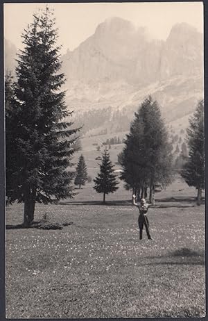 Bosco di Pini, Alberi in montagna, 1960 Fotografia vintage