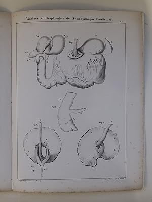 Quelques observations sur le canal alimentaire des semnopithèques et description d'un sphincter Å...