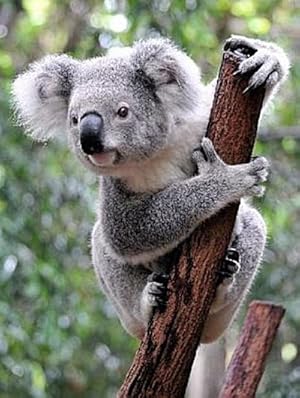 Seller image for Lais Puzzle Koala Australien 500 Teile for sale by AHA-BUCH GmbH