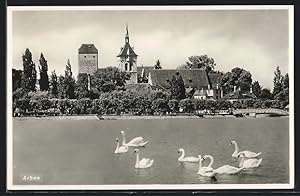 Ansichtskarte Arbon, Schwäne mit Kirche im Hintergrund