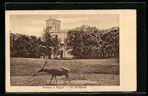 Ansichtskarte Putbus a. Rügen, Im Wildpark mit Elch