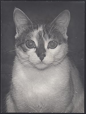 Ritratto di un gatto in posa , 1970 Fotografia vintage