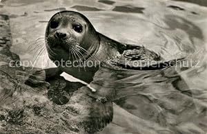 Bild des Verkufers fr Postkarte Carte Postale 73336146 Seehunde Robben Nordseehund Zoo Basel zum Verkauf von Versandhandel Boeger