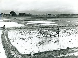 Foto Bauern mit Rinderpflug auf einem Feld, Reisanbau in Asien - Foto: Roland Defossez