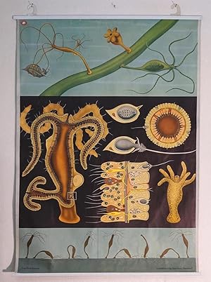 Imagen del vendedor de Vintage Schulwandbild Jung Koch Quentell: Ssswasserpolyp Hydra - Freshwater Hydra - Hydre d'eau douce a la venta por sammelbecken, br