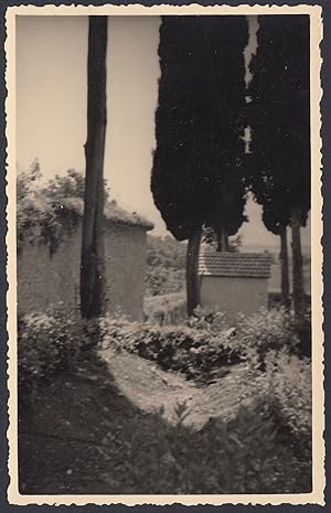 Alberi, Botanica, Casetta, 1940 Fotografia vintage