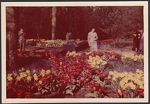 Paesi Bassi 1954, Keukenhof, Parco Botanico Olandese, Fotografia vintage