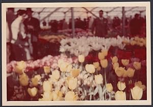 Paesi Bassi 1954, Keukenhof, Parco Botanico Olandese, Fotografia vintage