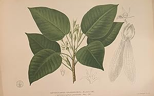 Dipterocarpus Grandiflorus