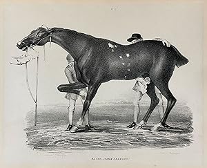 Seller image for Comparative View of the Form and Character of the English Racer and Saddle-Horse During the Last and Present Centuries. Illustrated by Eighteen Plates of Horses for sale by Donald A. Heald Rare Books (ABAA)