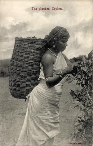 Ansichtskarte / Postkarte Sri Lanka Ceylon, Teepflücker