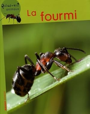 La fourmi - Vincent Albouy