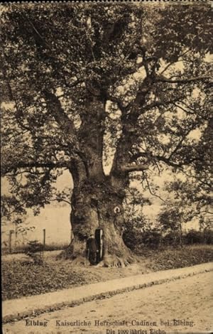 Ansichtskarte / Postkarte Elbing Westpreußen, 1000jährige Eiche