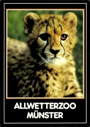 Ansichtskarte / Postkarte Münster in Westfalen, Allwetterzoo, junger Gepard