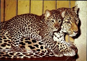 Ansichtskarte / Postkarte Berlin Tiergarten, Zoologischer Garten, Leopardenmutter mit Jungtier