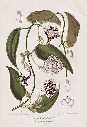 Seller image for Ceropegia Gardneri" - Leuchterblumen / Sri Lanka / flower flowers Blume Blumen Botanik botany botanical for sale by Antiquariat Steffen Vlkel GmbH