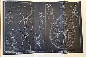 Mémoires sur le système nerveux des mollusques acéphales lamellibranches ou bivalves