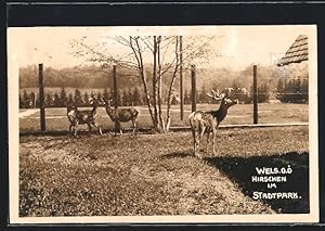 Ansichtskarte Wels, Hirschen im Stadtpark