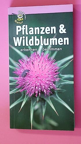 Bild des Verkufers fr PFLANZEN & WILDBLUMEN. erkennen & bestimmen zum Verkauf von Butterfly Books GmbH & Co. KG